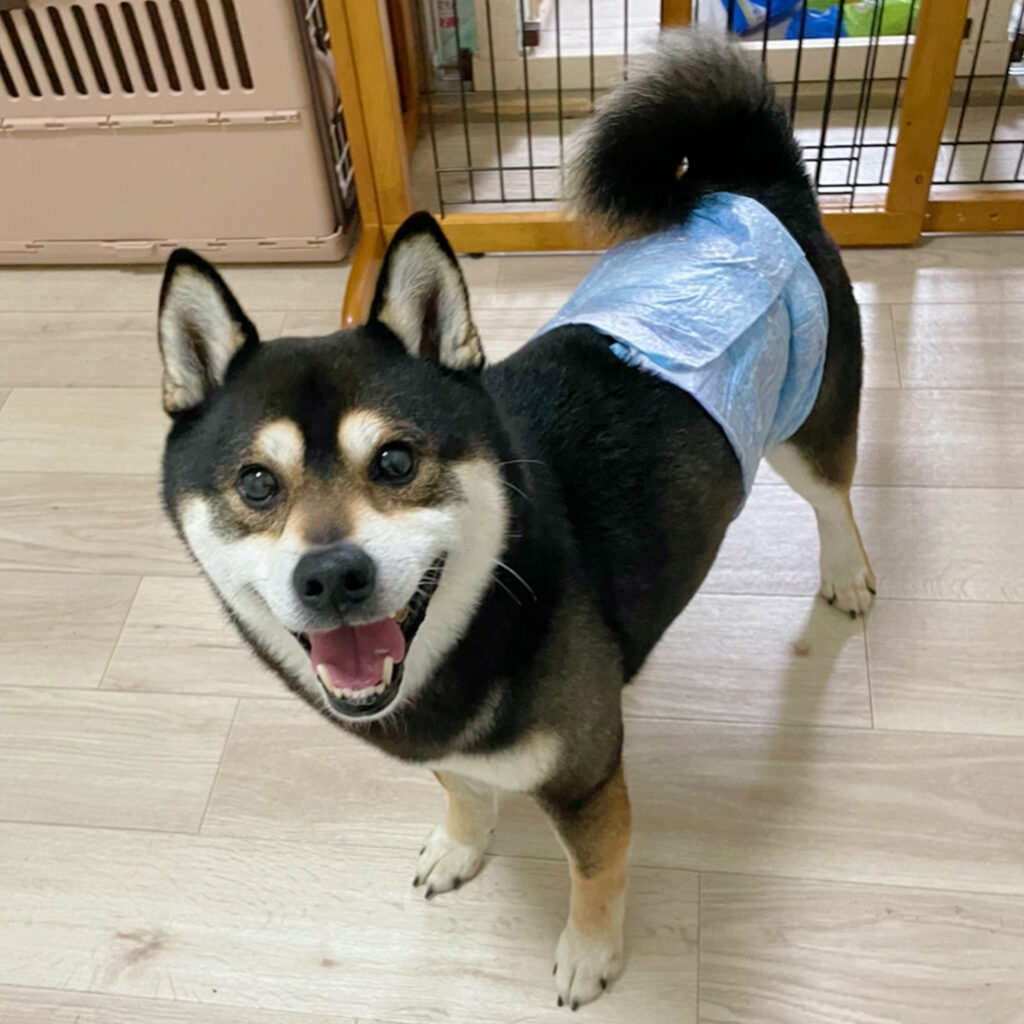 トライアル中