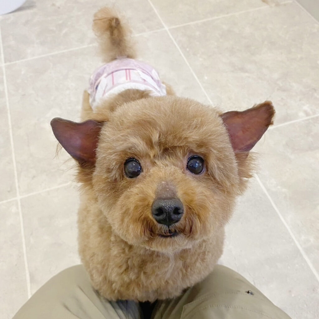 里親様募集中